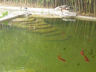 bassins-poissons/marignagne-1/couleur-nature-piscine-bassin-poissons-amenage-marignane-13_001.jpg