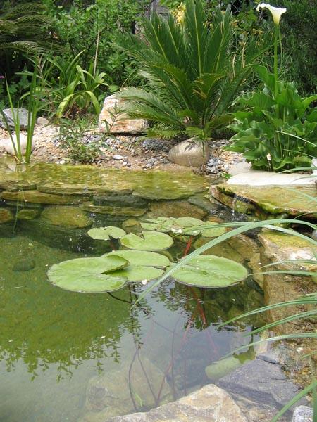 couleur nature piscine petit bassin poissons paysage cogolin var 83 001