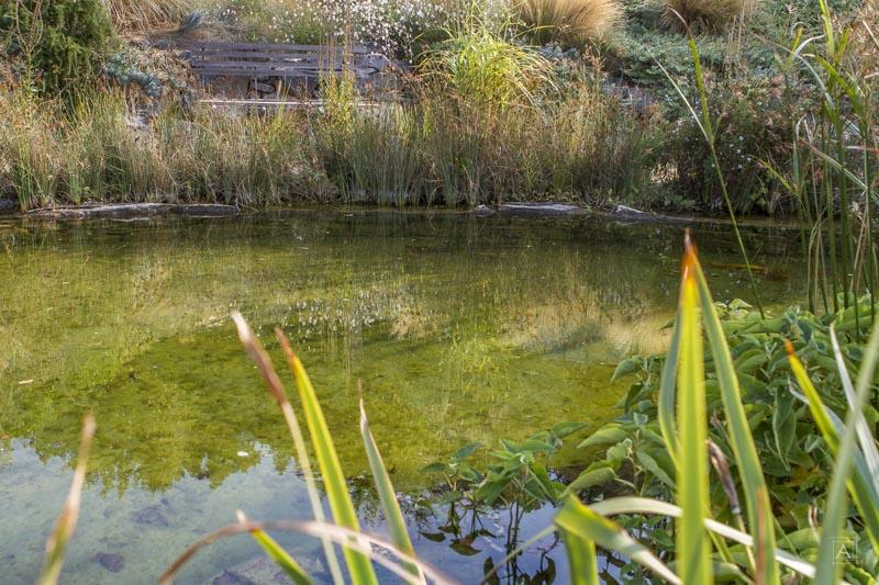 couleur nature piscine bassin poissons garde freinet var 83 001