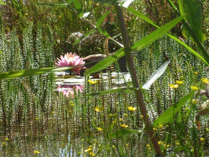 couleur nature piscine paysage garde freinet 12