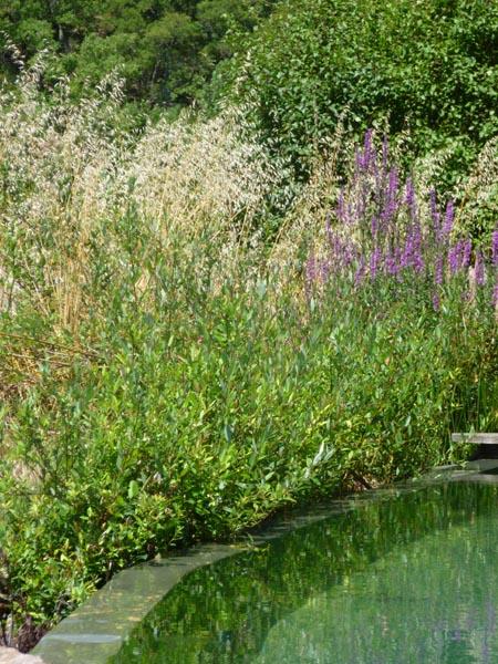 couleur nature piscine bassin naturel garde freinet var 83