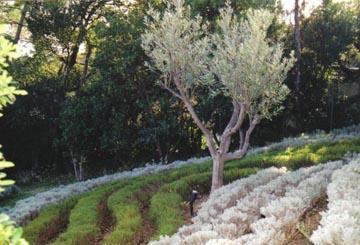 Quelles plantes pour un jardin en méditerranée ?