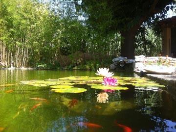 Les poissons peuvent se cacher sous les fleurs et les feuilles des nénuphars roses et blancs