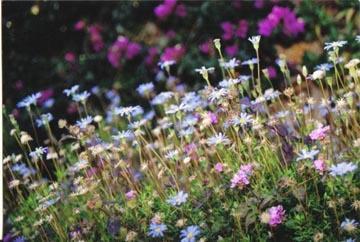 Quelles plantes pour un jardin en méditerranée ?