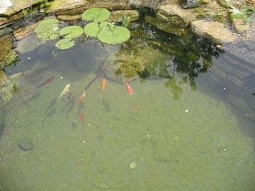 Des poissons au multiples couleurs