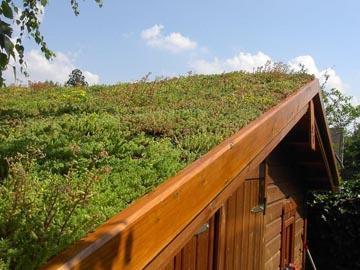 Les différentes solutions pour des toitures végétalisées