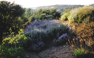 Quelles plantes pour un jardin en méditerranée ?