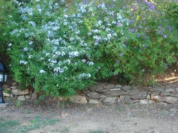 Quelles plantes pour un jardin en méditerranée ?