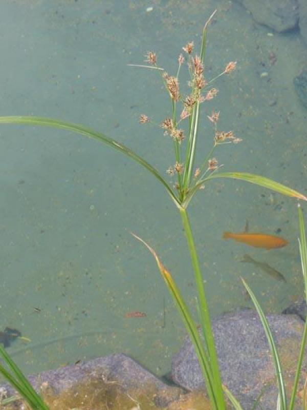 Bassin à poissons à Ramatuelle